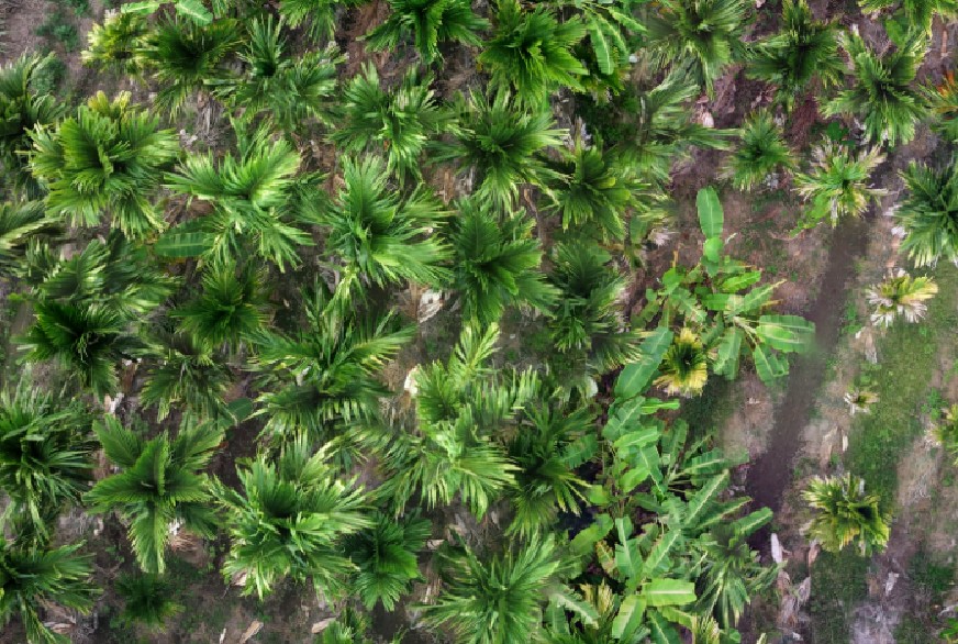 Real colorful aerial drone photograph of an areca plantation showing full canopy and row layout