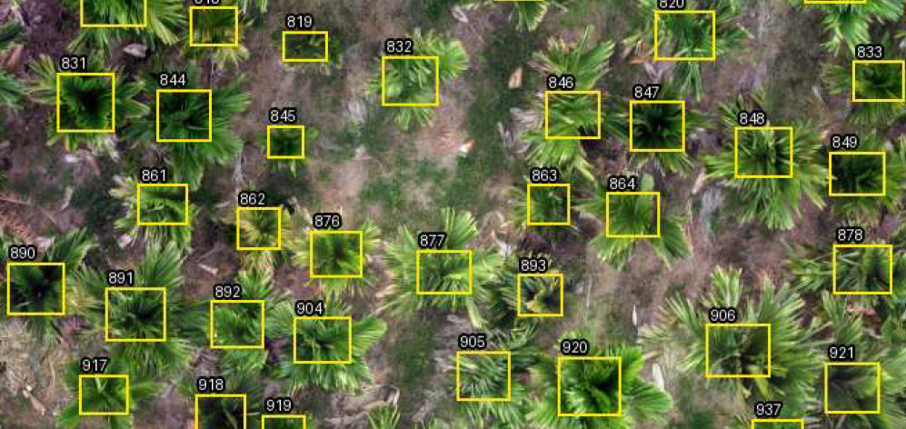 Aerial drone scan with bounding boxes and ID numbers around individual arecanut palms