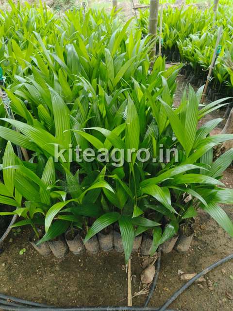 Mohit Nagar plants growing in nursery bags — rows of healthy areca saplings