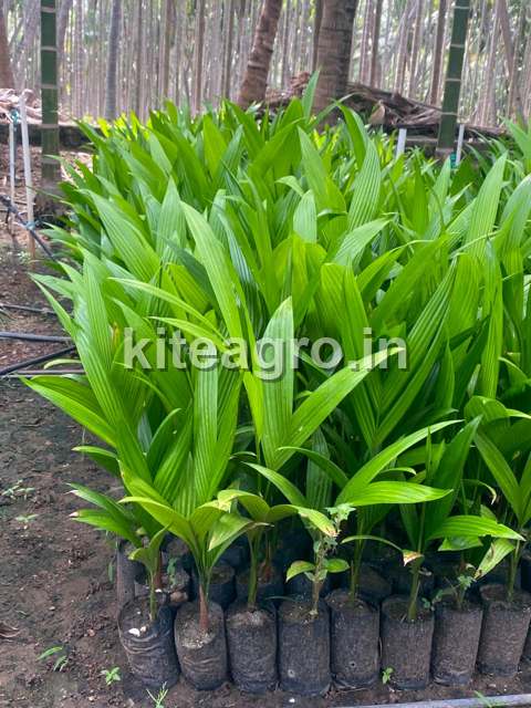 Young Mohit Nagar plants (arecanut saplings) in nursery bags, ready for planting