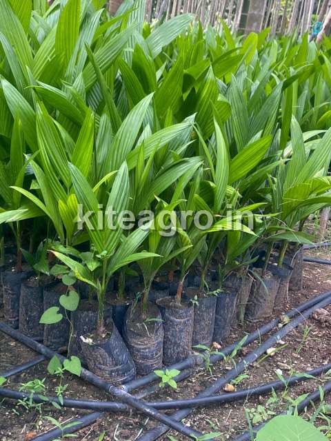 Close-up of a Mohit Nagar plant in a nursery bag with drip irrigation lines