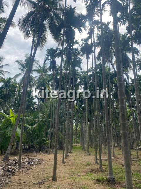 Mature Mohit Nagar mother trees in an areca plantation, the seed source for our nursery plants