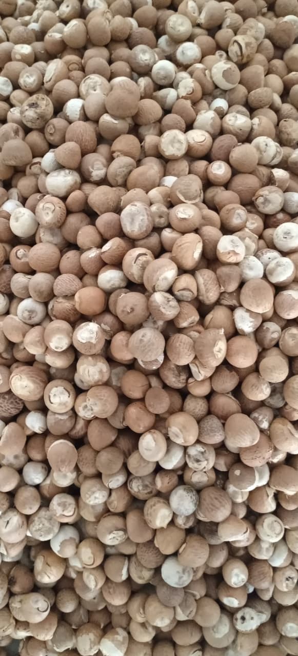 Dried nut (chali) · கொட்டைப்பாக்கு