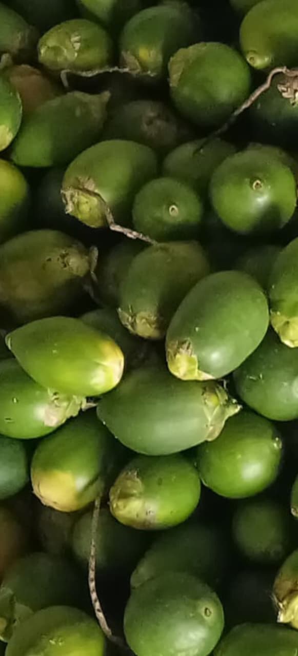 Raw green fruit · பச்சை பாக்கு