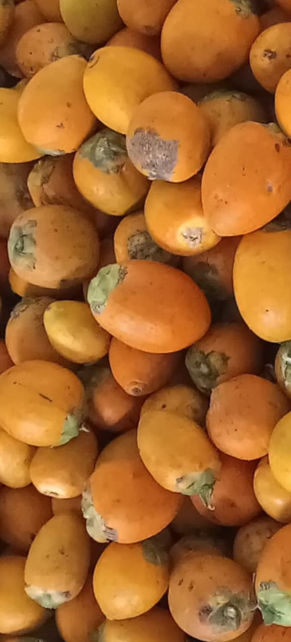 Ripe yellow fruit · பழ பாக்கு